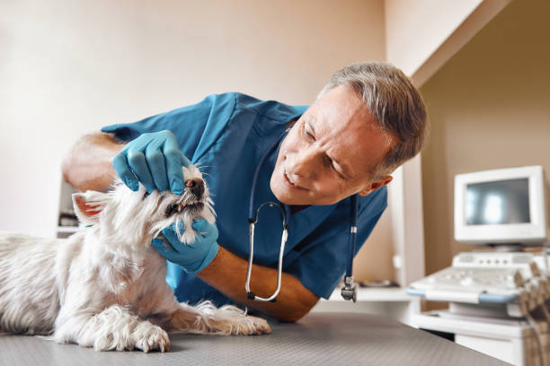 Best Broken or Cracked Tooth Emergency Dentist in Kings Park West, VA